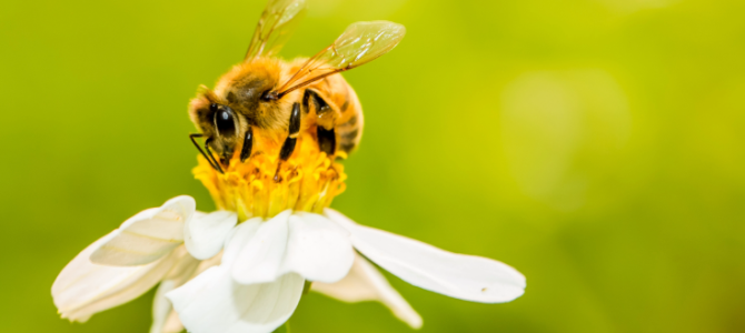 Az ECHA új útmutatója utat nyit a méhek biocidok elleni jobb védelméhez